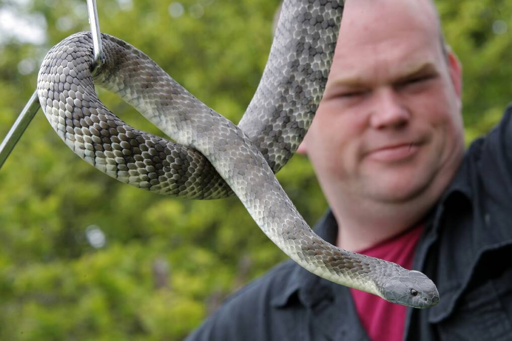 Licensed snake catcher Scott Grant, from WestVic Reptiles, handles a captive tiger snake.