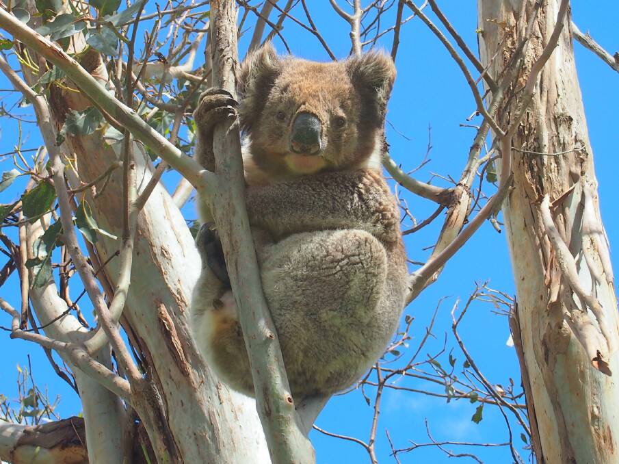 Sticky situation: A koala nestles in a tree at Framlingham Forest.