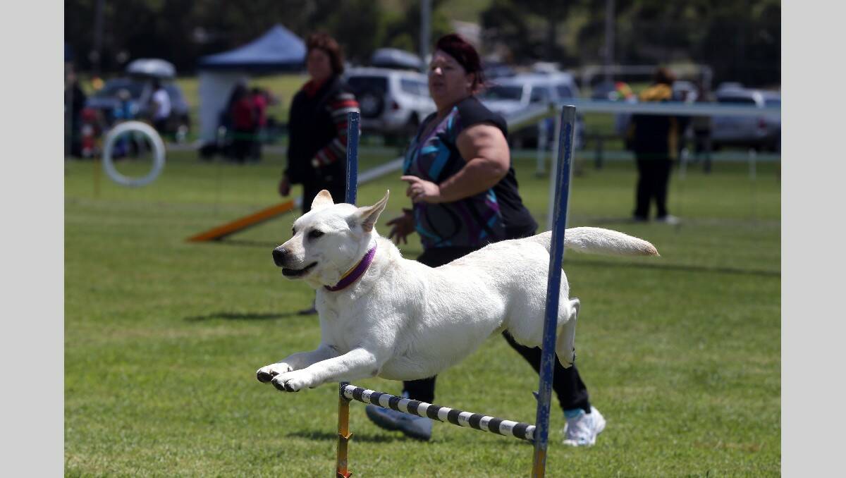 Warrnambool Dog Training School Agility and Jumping Trials at the Harris Street Reserve. Terri Rose with her dog Kadnook Blaze of Glory.  131103DW46 Picture: DAMIAN WHITE
