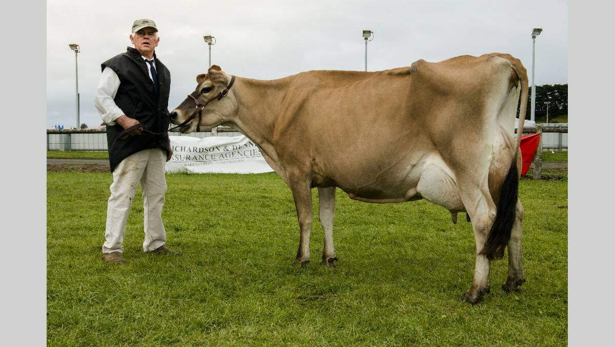 Warrnambool Show 2013: Jim Carson of Glenbrae Jerseys, Irrewillepe, won the champion interbreed dairy cow with Glenbrae Jaces Virginia.     131026SH13 Picture: STEVE HYNES