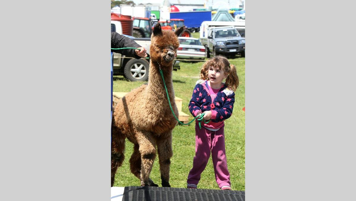 Warrnambool Show 2013:Alpaca Latte being led by 4 yr old Alexis Leslie from Warrnambool.   131026LP26 Picture:LEANNE PICKETT