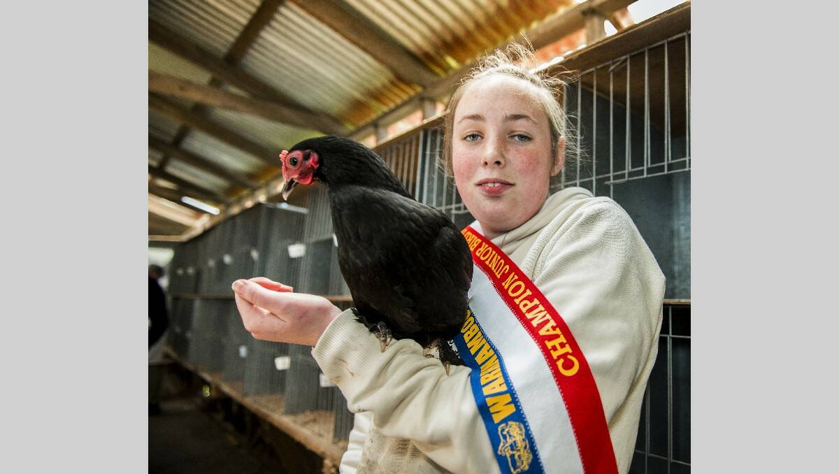Warrnambool Show 2013: Keelie Sheppard, 14, of Warrnambool won the junior champion prize in the poultry section with this Langshan female.   131026SH14 Picture: STEVE HYNES