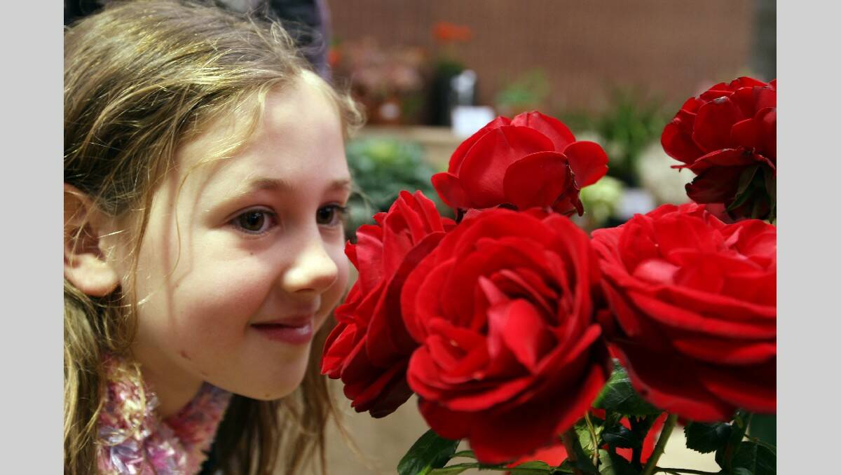 Warrnambool Show 2013: Flower show 9 yr old Gemma Creed from Allansford smelling the roses.  131026LP69 Picture:LEANNE PICKETT