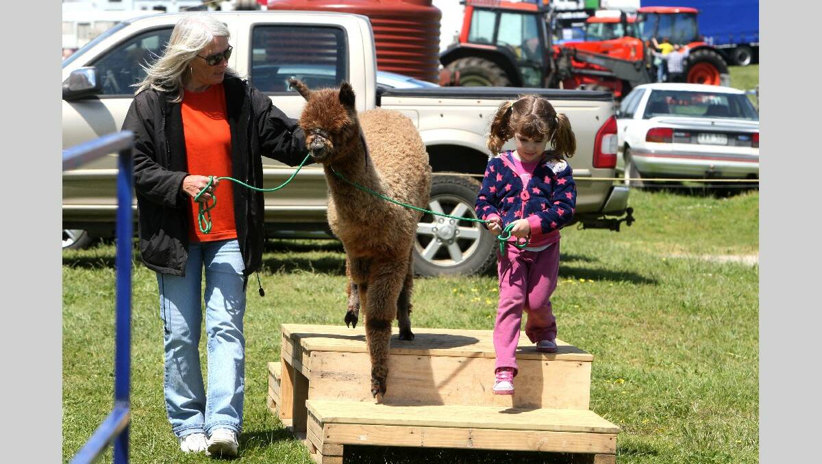 Warrnambool Show 2013:Alpaca Latte being led by L-R: Wendy Starling from Port Fairy and 4 yr old Alexis Leslie from Warrnambool.   131026LP28 Picture:LEANNE PICKETT