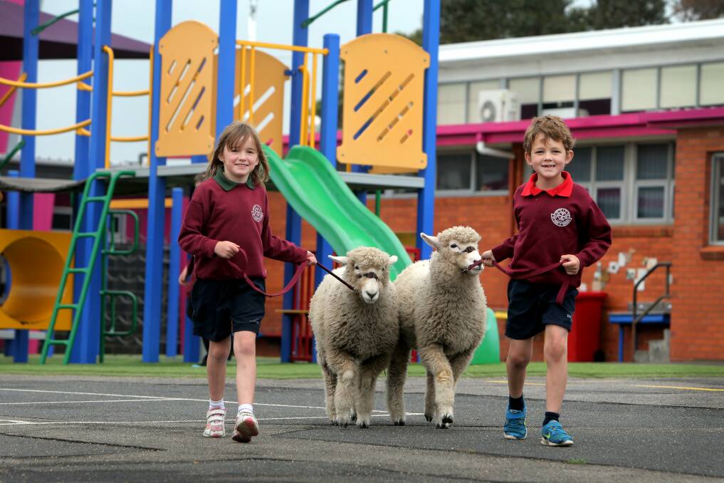 St Pius X Primary School prep pupils Olivia Lenehan, 5, and Jake Couch, 6, take twin lambs Bessie and Penny, which they helped to raise, for a final stroll yesterday.