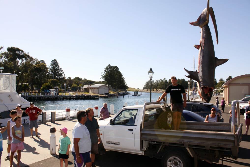 Amazed onlookers watch as the shark caught by three Port Fairy men is loaded into a ute. "Hooked Up" boat skipper Max Atkins stands on the back of the ute.  130104SMcC01 Picture: SEAN McCOMISH  