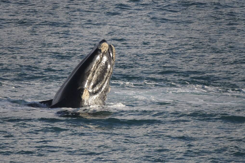 A southern right whale which was mistaken for an orca at Logans Beach this week. Picture: ROB GUNSTONE