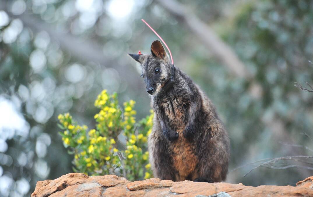 A Grampians bioscan run by rangers and scientists will act as a health check for wildlife and habitats in the region. 