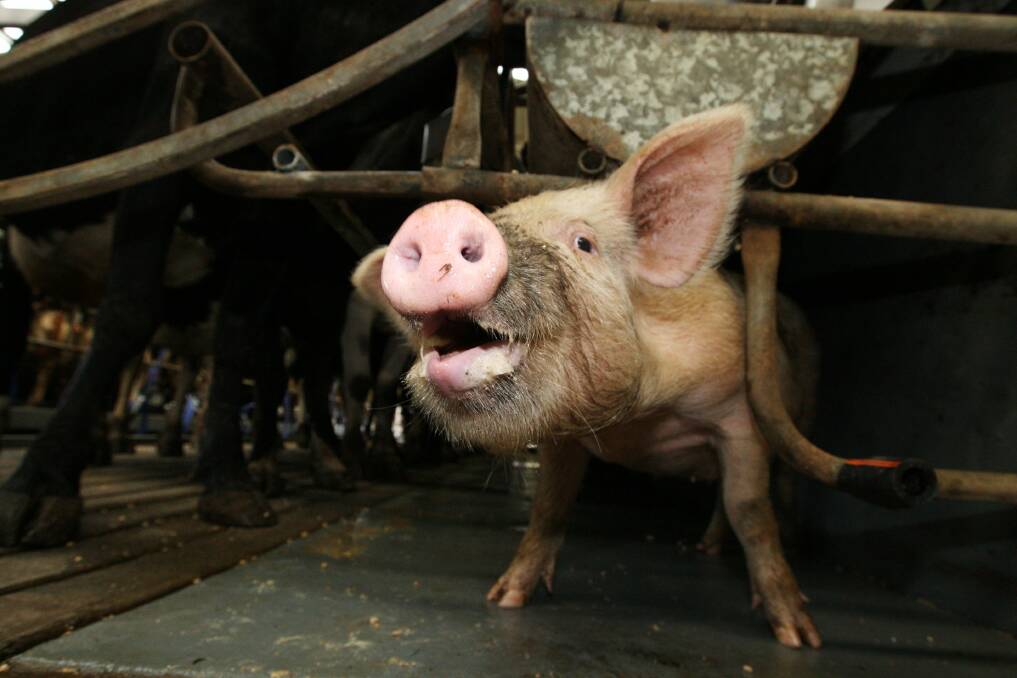 Wilbur the pig helps out Ben McKenzie at their Cobden dairy farm.