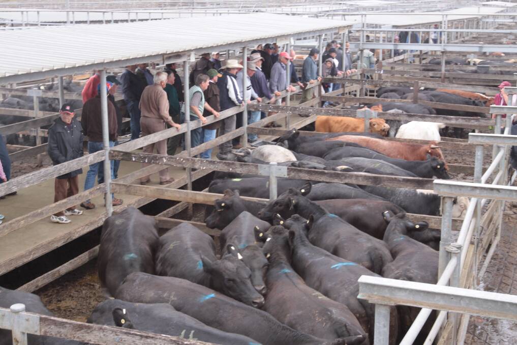 A new saleyards facility will most likely be sited between 20 and 40 kilometres from Warrnambool.