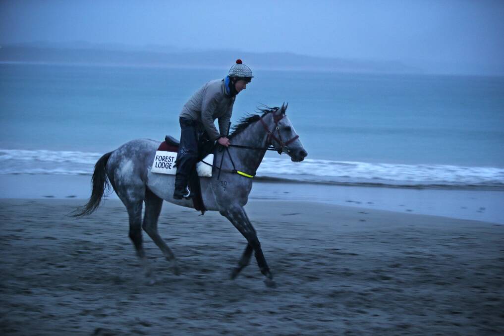 Warrnambool trainer Mitch Freedman works French import and Melbourne Cup favorite Puissance De Lune on Lady Bay beach in Warrnambool. Picture: ROB GUNSTONE