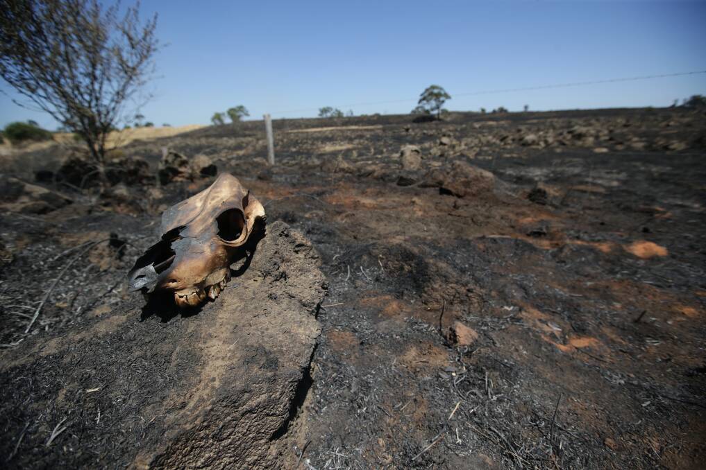 Farm land burnt in the Stoneyford blaze this week.