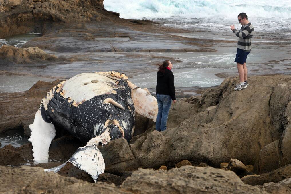 A washed up humpback whale carcass attracted interest from all over... as did the behaviour toward it from some of the locals.