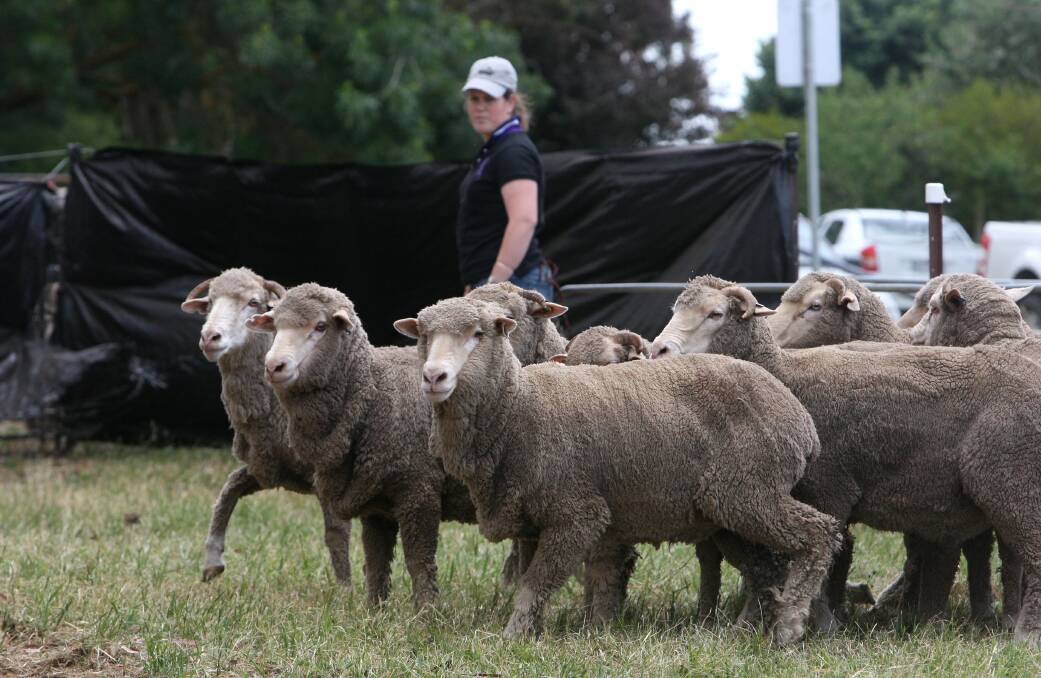 Taleigha Emmerson takes part in the sheep trials. 