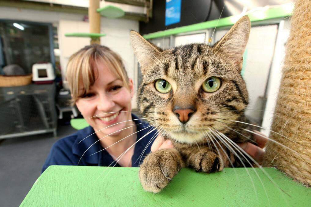 Tracey Scott from the RSPCA with Baroo, a domestic short hair 3-year-old male. Picture: