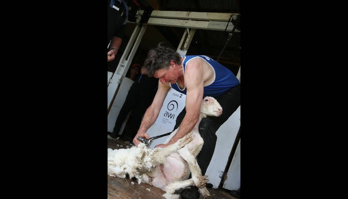 Stuart Jennings shearing at the Penshurst Show.