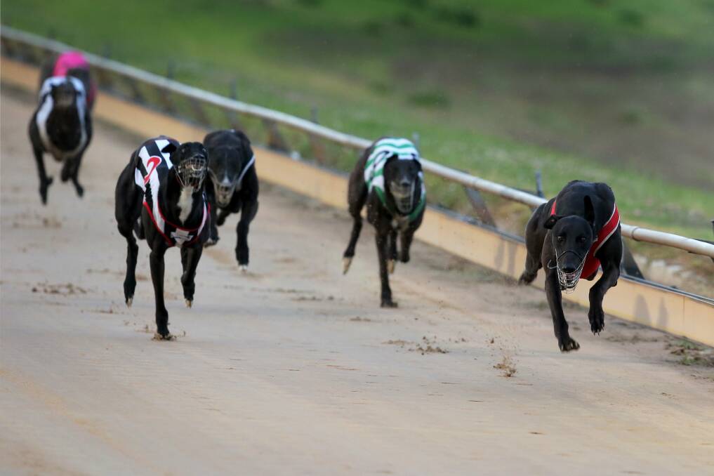 Super Colossal (red rug) hugs the rails to space the field in the final of the feature maiden series last night at Wannon Park, Warrnambool.