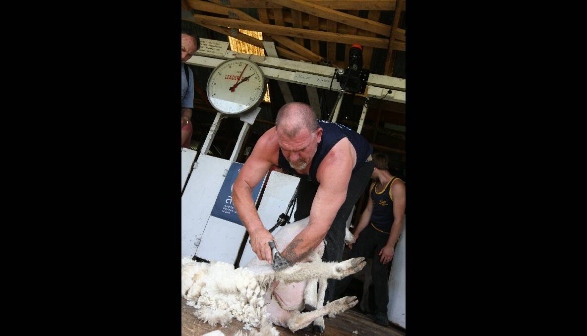 Roger Mifsud shearing at the Penshurst Show.