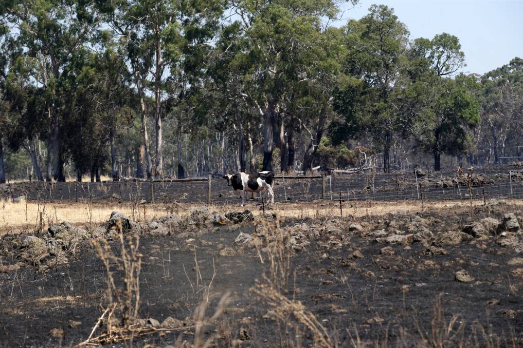 A cow stands on farm land burnt in the Stoneyford blaze this week.