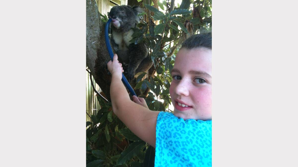 Maddison Lillico holds a hose up for a thirsty koala to take a drink at the Garvoc home.
