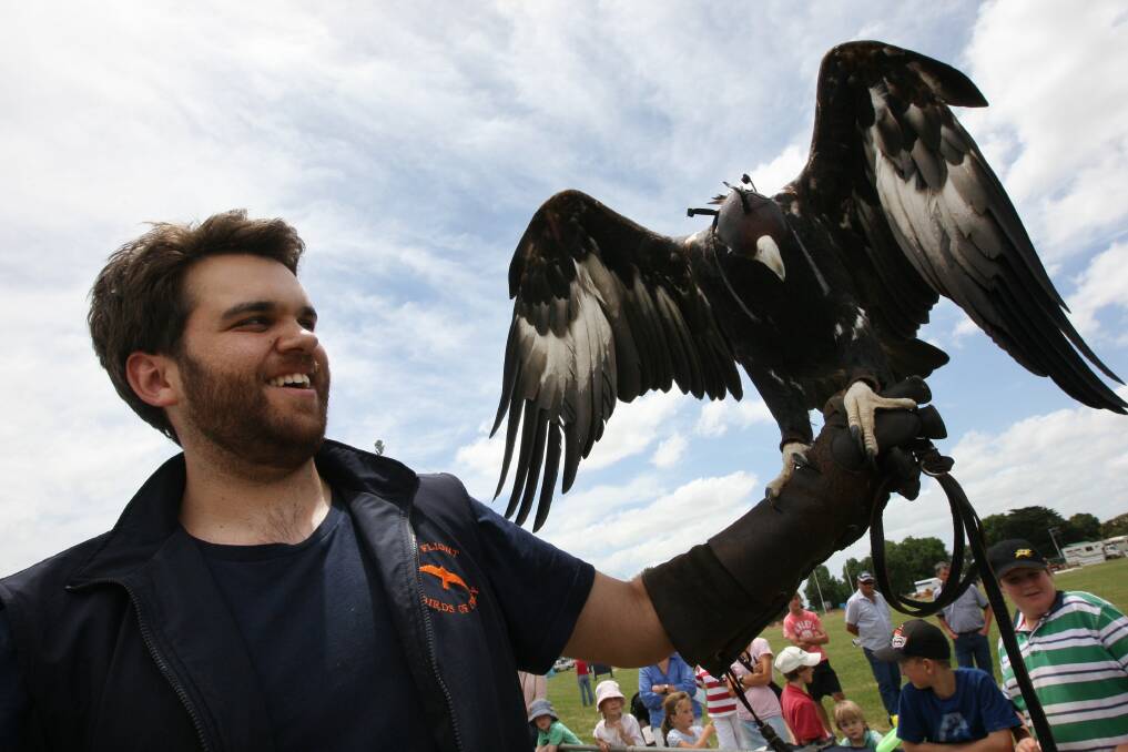 Justin Wright from Full Flight Birds of Prey with a wedge tailed eagle. 