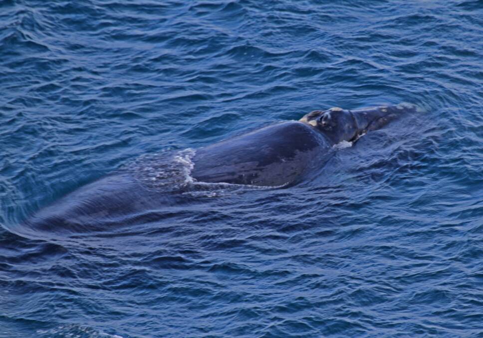 Photographer Bob McPherson found this southern right whale near the cliffs of Portland this morning.