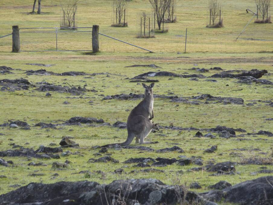 Greens Leader Greg Barber yesterday claimed the renewed push to harvest kangaroos was unworkable.