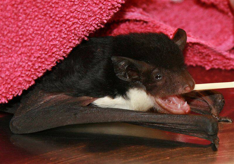 Known to carry rabies, the yellow-bellied sheath-tailed bat is commonly found across the east coast of Australia and has goannas and habitat loss among its listed threats. 