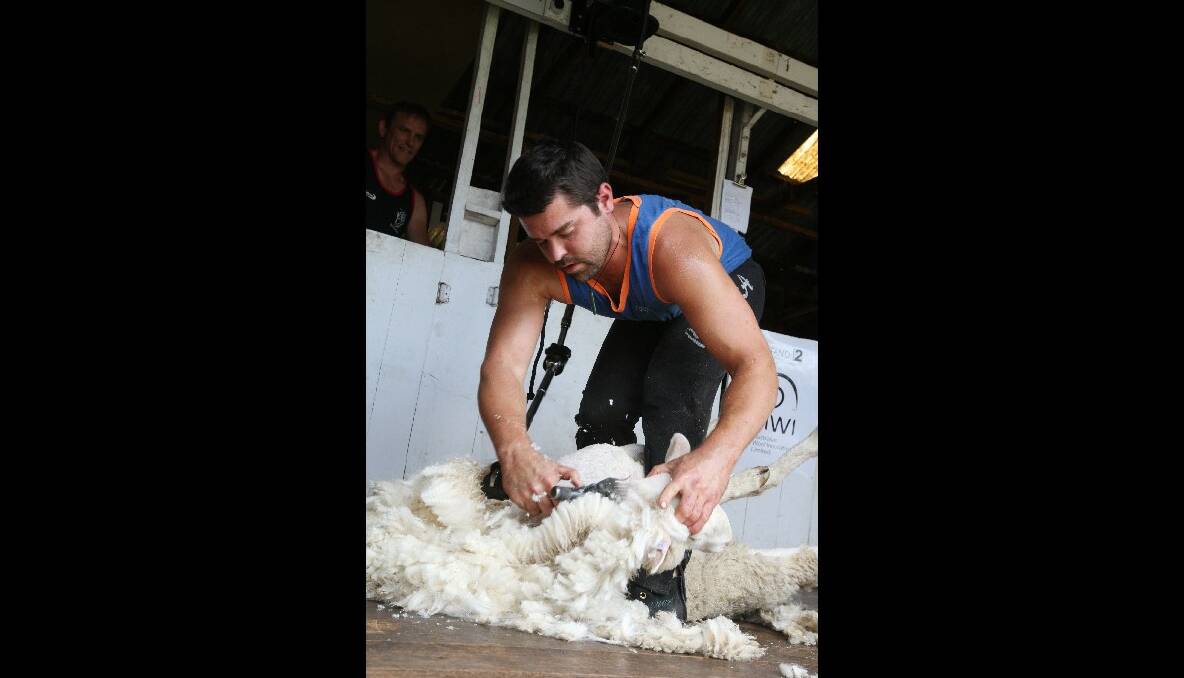 Joel Barton shearing at the Penshurst Show.